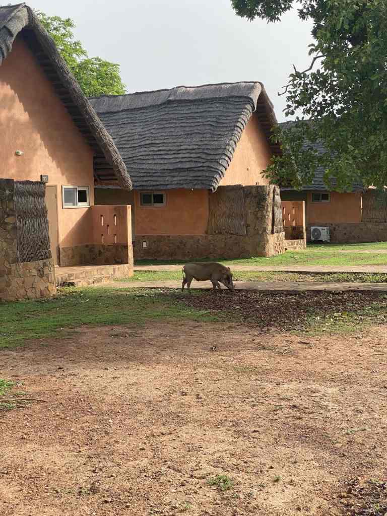 A wild animal grazing in an open field at Mole National Park, Ghana, during a guided wildlife safari with Timeh Tours