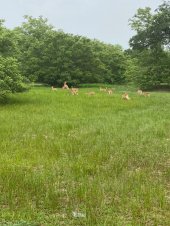 Animals grazing in an open field in Mole National Park, Ghana, during a guided wildlife safari with Timeh Tours