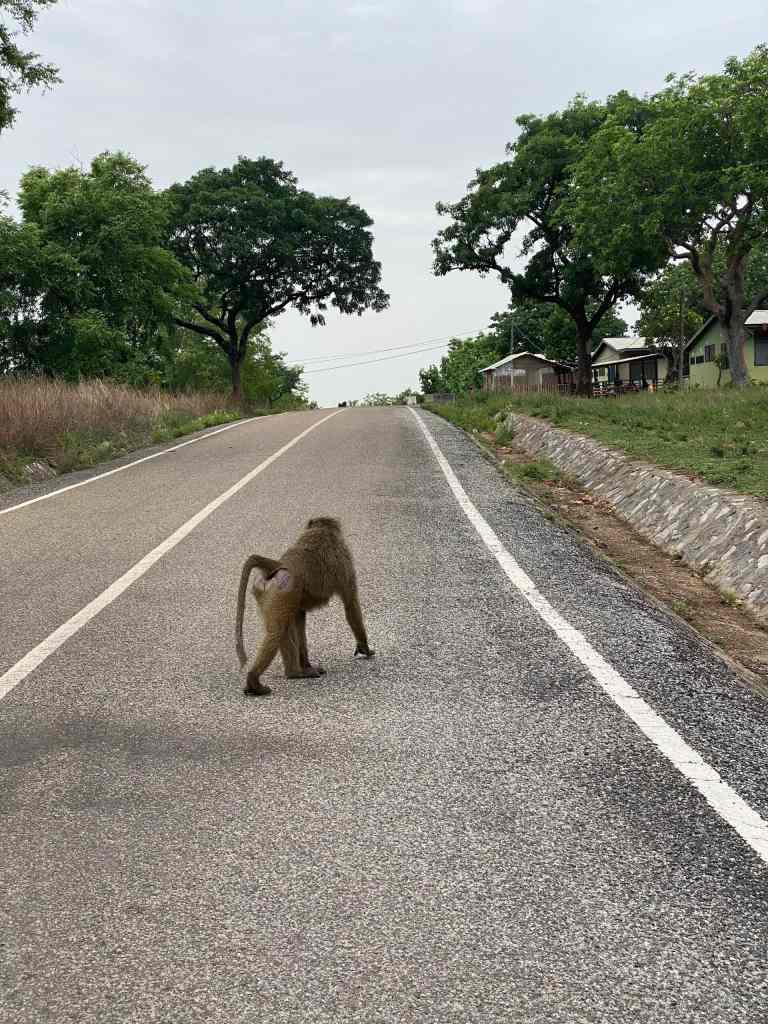 A baboon roaming on a road in Mole National Park, Ghana, during a guided wildlife safari with Timeh Tours