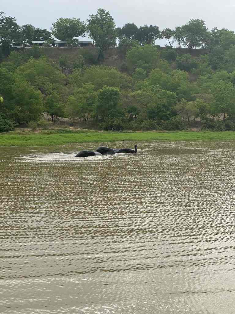 African elephants in a pond at Mole National Park, Ghana, during a guided wildlife safari with Timeh Tours