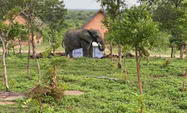 African elephants walking freely in Mole National Park during a guided wildlife safari with Timeh Tours
