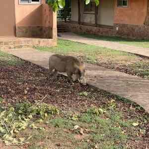 Wild animal grazing in an open field at Mole National Park during a wildlife safari