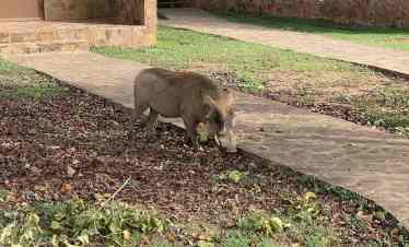 Wild animal grazing in an open field at Mole National Park during a wildlife safari