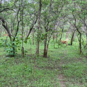 Wildlife safari in Mole National Park featuring animals in their natural habitat during a guided tour with Timeh Tours